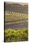 Australia, Fleurieu Peninsula, Mclaren Vale Wine Region, Vineyard View-Walter Bibikow-Stretched Canvas