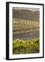 Australia, Fleurieu Peninsula, Mclaren Vale Wine Region, Vineyard View-Walter Bibikow-Framed Photographic Print