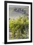 Australia, Fleurieu Peninsula, Mclaren Vale Wine Region, Vineyard View-Walter Bibikow-Framed Photographic Print