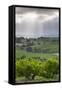 Australia, Fleurieu Peninsula, Mclaren Vale Wine Region, Vineyard View-Walter Bibikow-Framed Stretched Canvas