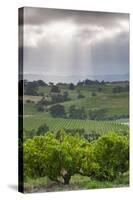 Australia, Fleurieu Peninsula, Mclaren Vale Wine Region, Vineyard View-Walter Bibikow-Stretched Canvas