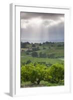 Australia, Fleurieu Peninsula, Mclaren Vale Wine Region, Vineyard View-Walter Bibikow-Framed Photographic Print