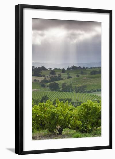 Australia, Fleurieu Peninsula, Mclaren Vale Wine Region, Vineyard View-Walter Bibikow-Framed Photographic Print