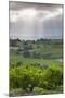 Australia, Fleurieu Peninsula, Mclaren Vale Wine Region, Vineyard View-Walter Bibikow-Mounted Photographic Print