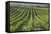 Australia, Fleurieu Peninsula, Mclaren Vale Wine Region, Vineyard View-Walter Bibikow-Framed Stretched Canvas