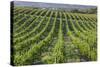 Australia, Fleurieu Peninsula, Mclaren Vale Wine Region, Vineyard View-Walter Bibikow-Stretched Canvas