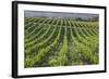 Australia, Fleurieu Peninsula, Mclaren Vale Wine Region, Vineyard View-Walter Bibikow-Framed Photographic Print