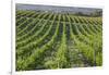 Australia, Fleurieu Peninsula, Mclaren Vale Wine Region, Vineyard View-Walter Bibikow-Framed Photographic Print