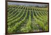 Australia, Fleurieu Peninsula, Mclaren Vale Wine Region, Vineyard View-Walter Bibikow-Framed Photographic Print