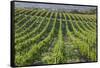 Australia, Fleurieu Peninsula, Mclaren Vale Wine Region, Vineyard View-Walter Bibikow-Framed Stretched Canvas