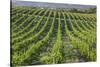 Australia, Fleurieu Peninsula, Mclaren Vale Wine Region, Vineyard View-Walter Bibikow-Stretched Canvas