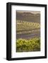 Australia, Fleurieu Peninsula, Mclaren Vale Wine Region, Vineyard View-Walter Bibikow-Framed Photographic Print