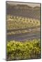 Australia, Fleurieu Peninsula, Mclaren Vale Wine Region, Vineyard View-Walter Bibikow-Mounted Photographic Print