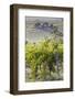 Australia, Fleurieu Peninsula, Mclaren Vale Wine Region, Vineyard View-Walter Bibikow-Framed Photographic Print