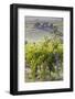 Australia, Fleurieu Peninsula, Mclaren Vale Wine Region, Vineyard View-Walter Bibikow-Framed Photographic Print