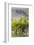 Australia, Fleurieu Peninsula, Mclaren Vale Wine Region, Vineyard View-Walter Bibikow-Framed Photographic Print