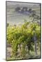 Australia, Fleurieu Peninsula, Mclaren Vale Wine Region, Vineyard View-Walter Bibikow-Mounted Photographic Print