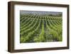 Australia, Fleurieu Peninsula, Mclaren Vale Wine Region, Vineyard View-Walter Bibikow-Framed Photographic Print