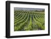 Australia, Fleurieu Peninsula, Mclaren Vale Wine Region, Vineyard View-Walter Bibikow-Framed Photographic Print