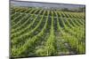 Australia, Fleurieu Peninsula, Mclaren Vale Wine Region, Vineyard View-Walter Bibikow-Mounted Photographic Print