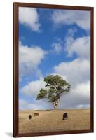 Australia, Fleurieu Peninsula, Normanville, Field with Cows-Walter Bibikow-Framed Photographic Print