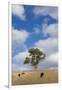 Australia, Fleurieu Peninsula, Normanville, Field with Cows-Walter Bibikow-Framed Premium Photographic Print