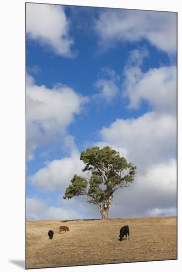 Australia, Fleurieu Peninsula, Normanville, Field with Cows-Walter Bibikow-Mounted Premium Photographic Print