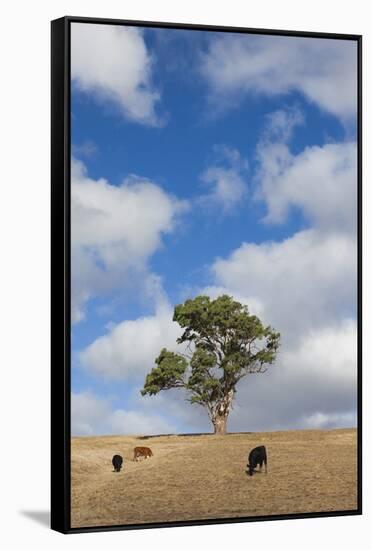 Australia, Fleurieu Peninsula, Normanville, Field with Cows-Walter Bibikow-Framed Stretched Canvas