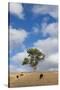 Australia, Fleurieu Peninsula, Normanville, Field with Cows-Walter Bibikow-Stretched Canvas