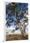 Australia, Fleurieu Peninsula, Normanville, Field with Cows-Walter Bibikow-Framed Photographic Print