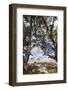 Australia, Fleurieu Peninsula, Normanville, Field with Cows-Walter Bibikow-Framed Photographic Print