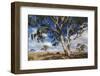 Australia, Fleurieu Peninsula, Normanville, Field with Cows-Walter Bibikow-Framed Photographic Print