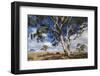 Australia, Fleurieu Peninsula, Normanville, Field with Cows-Walter Bibikow-Framed Photographic Print