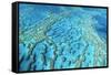 Australia Great Barrier Reef Hardy Reef-null-Framed Stretched Canvas