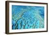 Australia Great Barrier Reef Hardy Reef-null-Framed Photographic Print