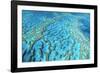 Australia Great Barrier Reef Hardy Reef-null-Framed Photographic Print