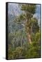 Australia, Kosciuszko National Park, Thredbo, Landscape with Trees-Walter Bibikow-Framed Stretched Canvas