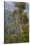 Australia, Kosciuszko National Park, Thredbo, Landscape with Trees-Walter Bibikow-Stretched Canvas