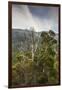 Australia, Kosciuszko National Park, Thredbo, Landscape with Trees-Walter Bibikow-Framed Photographic Print