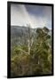 Australia, Kosciuszko National Park, Thredbo, Landscape with Trees-Walter Bibikow-Framed Photographic Print