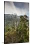 Australia, Kosciuszko National Park, Thredbo, Landscape with Trees-Walter Bibikow-Stretched Canvas