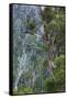 Australia, Kosciuszko National Park, Thredbo, Landscape with Trees-Walter Bibikow-Framed Stretched Canvas