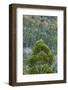 Australia, Kosciuszko National Park, Thredbo, Landscape with Trees-Walter Bibikow-Framed Photographic Print