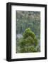 Australia, Kosciuszko National Park, Thredbo, Landscape with Trees-Walter Bibikow-Framed Photographic Print