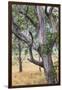 Australia, Kosciuszko National Park, Tom Groggin, Trees-Walter Bibikow-Framed Photographic Print