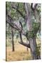 Australia, Kosciuszko National Park, Tom Groggin, Trees-Walter Bibikow-Stretched Canvas