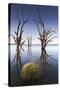 Australia, Murray River Valley, Barmera, Lake Bonney, Petrified Trees-Walter Bibikow-Stretched Canvas