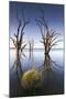 Australia, Murray River Valley, Barmera, Lake Bonney, Petrified Trees-Walter Bibikow-Mounted Photographic Print