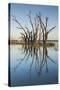 Australia, Murray River Valley, Barmera, Lake Bonney, Petrified Trees-Walter Bibikow-Stretched Canvas