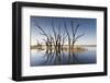 Australia, Murray River Valley, Barmera, Lake Bonney, Petrified Trees-Walter Bibikow-Framed Photographic Print